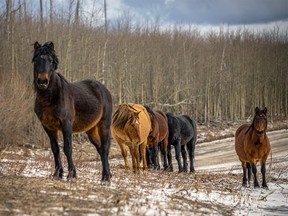 A groups of wild horses wait to cross the road along the Red Deer River valley west of Sundre, Ab., on Tuesday, February 11, 2020. Mike Drew/Postmedia