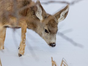 A young mule deer makes its way through the snow by Lake Newell south of Brooks, Ab., on Tuesday, February 18, 2020. Mike Drew/Postmedia