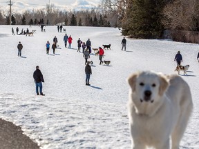 An off leash dog park in Braeside was busy on Sunday, February 16, 2020. On Saturday evening the park was the scene of a serious and seemingly random stabbing of a 15 year-old who was walking a dog with his mother.  Gavin Young/Postmedia