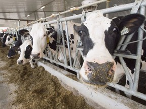 Dairy cows are seen at a farm on Aug. 31, 2018, in Sainte-Marie-Madelaine, Que.