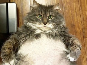 At 28 pounds, Wilford is one pudgy pussy. (Instagram photo)
