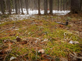 The nearly snow-free forest floor along O'Shaughnessy Creek near  Nakiska, Ab., on Tuesday, March 3, 2020. Mike Drew/Postmedia