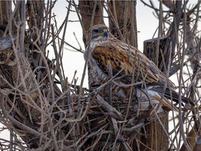A ferruginous hawk checks out a potential nesting site south of Ft. Macleod.