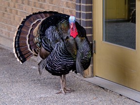 Const. Chris Martin took this photograph of the turkey in Beltline.