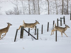 Whitetail deer vault a fence in the hills south of Calgary.