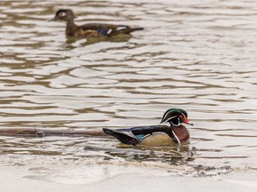 A pair of wood ducks near Carseland, Ab., on Tuesday, April 14, 2020. Mike Drew/Postmedia