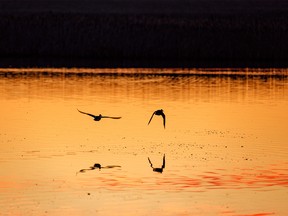 Ducks fly over a pond at sunrise east of Calgary, Ab., on Monday, May 11, 2020.