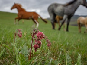 Horses and three-flowered avens in the Porcupine Hills west of Stavely, Ab., on Wednesday, May 20, 2020.