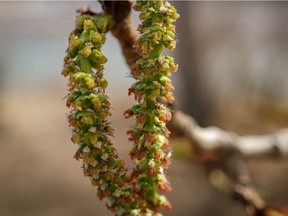 Cottonwood flowers along the Bow River.