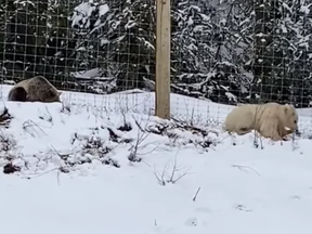 A rare white grizzly bear spotted in Banff. Rimrock Resort Hotel/Facebook