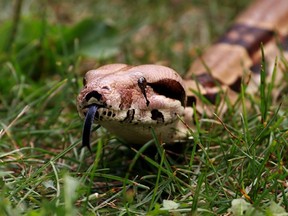 A boa constrictor makes its way through grass in Edmonton in 2014.