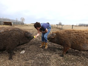 Christina Stender feeds apples to some of the approx 42 Mangalitsa pigs at Eh Farms near Strathmore, Ab, east of Calgary on Thursday, April 30, 2020. The family raises Mangalitsa pigs as well as chickens, and geese. Jim Wells/Postmedia