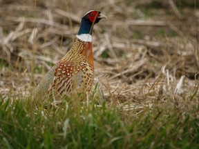 Pheasant on the edge of a field near Beynon, Ab., on Monday, May 25, 2020.