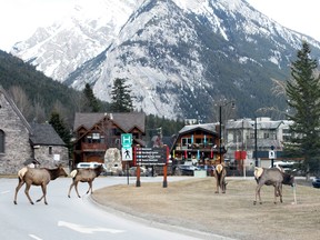 A herd of elk eat grass on the lawn across from the Banff Mineral Springs Hospital on April 26.