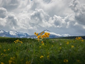 Balsamroot catches a fleeting patch of sunlight among the storms southwest of Pincher Creek, Alta., on Monday, June 8, 2020.