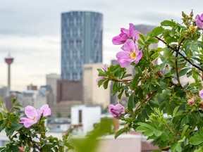 Wild roses have bloomed in Calgary with a view of the downtown skyline in the background on Wednesday, June 24, 2020.