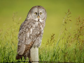 A great grey owl west of Cremona, Alta., on Tuesday, July 14, 2020.
