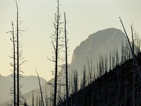 Crowsnest Mountain and dead trees seen from the Lynx Creek valley south of Blairmore, Alta., on Monday, July 27, 2020.
