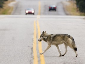 File - A wolf crosses the road in Banff National Park.