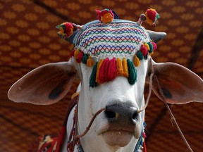A bull adorned with decoration, put up for sale at a cattle market, ahead of the Muslim festival of sacrifice Eid al-Adha, as the coronavirus disease (COVID-19) pandemic continues, in Karachi, Pakistan July 26, 2020.