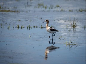 Avocet in a pond east of Beiseker, Ab., on Monday, July 6, 2020. Mike Drew/Postmedia
