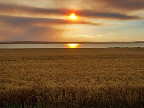 Smoke from a distant fire turns the late-day sunlight bronze at McGregor Lake near Milo, Ab., on Wednesday, August 19, 2020.