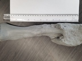 A cast of the fibula -- lower leg bone -- from Centrosaurus apertus, a horned dinosaur that lived 76 million years ago in Alberta, is seen disfigured by aggressive malignant bone cancer -- an osteosarcoma -- in this image released Monday, Aug. 3, 2020.