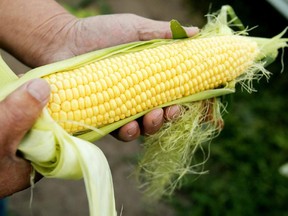 Pat Shimbashi shows off a perfect, unblemished example of his succulent, sweet golden corn at his Taber area farm