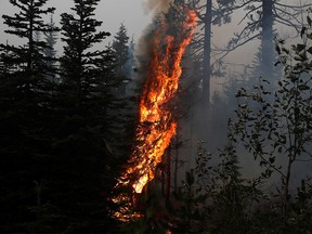 Fire burns on the remains of fire damaged trees as smoke billows in the aftermath of the Beachie Creek fire near Detroit, Oregon, U.S., September 14, 2020.