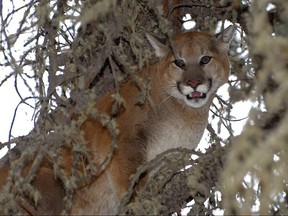A treed cougar is seen in this file photo from March 23, 2008.