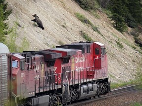 A grizzly bear bolts up a steep hillside as a CP freight train passes by in the Bow Valley Parkway of Banff National Park in 2013.
