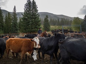 Susan Christianson helps sort cattle to get trucked out in the fall roundup for the Plateau Cattle Company in the Livingstone River valley west of Chain Lakes, Ab., on Tuesday, September 22, 2020. Mike Drew/Postmedia