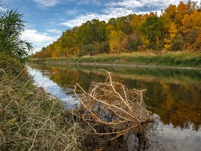 Detritus and fall colour on an irrigation canal near Carseland, Alta., on Monday, Sept. 28, 2020.