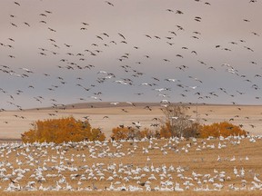 Snow geese and white-fronted geese, mallards and pintails land in a field near Hussar, Ab., on Tuesday, October 13, 2020.