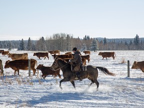 Moving cattle from the Buckley and Copithorne grazing areas through the fresh October snow in the Jumpingpound Creek valley west of Calgary, Alta., on Tuesday, October 20, 2020.
