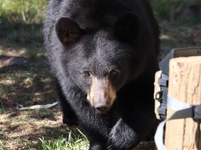 Siksi'naam, a black bear cub at the Ecological Institute (CEI), a wildlife rehabilitation in Cochrane.