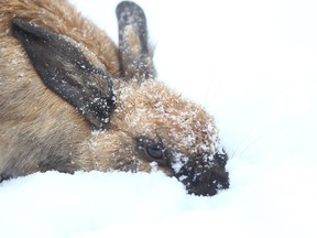 A rabbit digs for food under a blanket of snow in Calgary on Friday, Oct. 23, 2020.