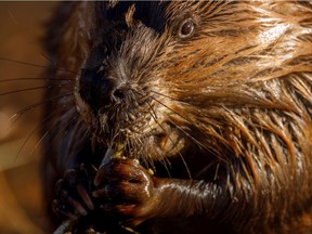 A beaver pauses for a snack in the Ann and Sandy Cross Conservancy southwest of Calgary, Ab., on Tuesday, November 3, 2020.