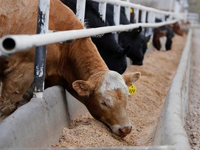 Beef cattle at the Kasko Cattle feedlot in Coaldale, Alberta, on May 6, 2020.