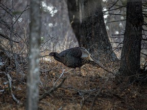 A wild turkey in the forest near Burmis, Ab., on Tuesday, December 15, 2020.