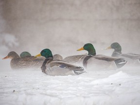 Mallards brace against the blowing snow along the railway tracks by Alyth yards in Calgary, Ab., on Tuesday, December 22, 2020.