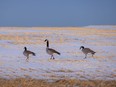 Geese in the last light of day near Delacour, Ab., on Tuesday January 12, 2021.