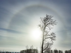 Sunlight scatters on the ice crystals and forms a circle behind a rough-legged hawk perched on a poplar near Bottrel, Ab., on Tuesday, January 26, 2021.