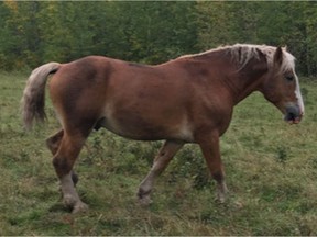 Vermilion RCMP are currently investigating the shooting death of a horse that occurred sometime between Nov. 23, 2020 and Nov. 27, 2020. Hunters have been known to use this property and may have mistaken the horse for another animal. Supplied photo, Vermilion RCMP