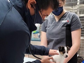 Staff at the VCA Care Centre tend to a puppy at their Calgary location. This clinic, and others across the city, have struggled to keep up with increased demand for animal care amid the pandemic.
