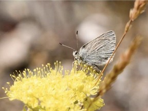 A half-moon hairstreak on a plant in Waterton Lakes National Park.