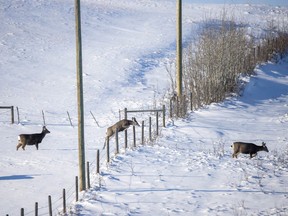 A mule deer jumps a fence to catch up with her friends in the foothills south of Calgary, Ab,.  on Tuesday, December 29, 2020.