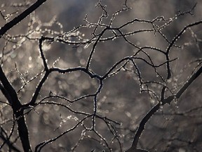 A filigree of frost willow branches by a little spring in the foothills south of Calgary, Ab,.  on Tuesday, December 29, 2020.