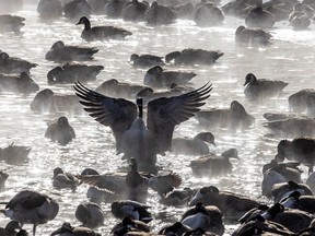 Geese in a misty pond on Prince's Island in downtown Calgary, Ab., on Wednesday, February 10, 2021.