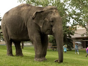 Asian elephant Lucy walks around the Edmonton Valley Zoo on June 25, 2019.